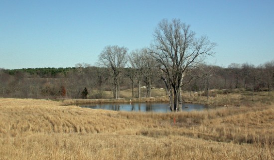 CEC pond 1 - early spring