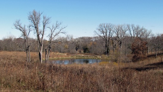 CEC pond 7 - late fall