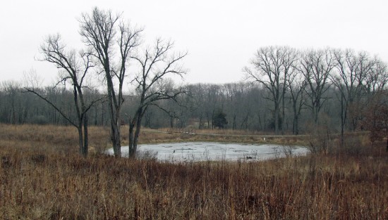 CEC pond 8 - winter