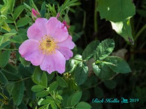 Wild Rose