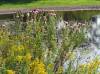 Thistles & Goldenrod by pond